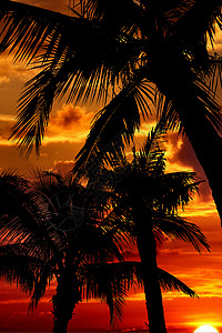 打击日落的棕榈月光背景图片