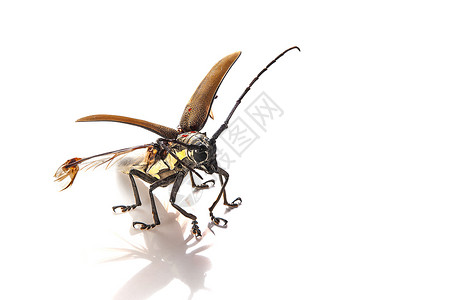 巨大的甲虫颜色昆虫学高清图片