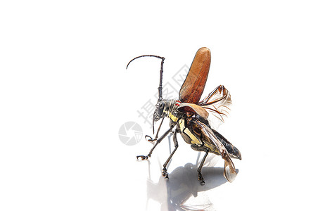巨大的甲虫昆虫学的稀有的高清图片