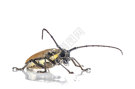 巨大的甲虫细节黄色的高清图片
