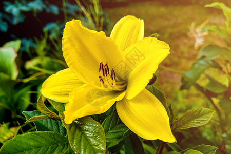 黄色百合花园里鲜艳的彩色百合花花束庆典季节叶子植物宏观植物群花瓣植物学雌蕊背景