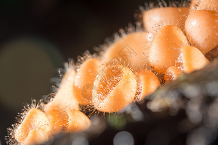 橘子蘑菇 雨林里的香槟蘑菇环境菌类热带口蘑橙子杯子花园植物苔藓食物背景图片