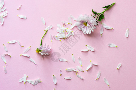 花香概念与菊花卡片花瓣植物群粉色平铺乡村背景图片