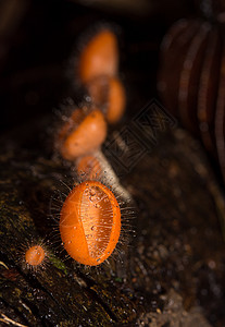 橘子蘑菇 雨林里的香槟蘑菇团体树木烹饪森林美食菌类热带荒野口蘑植物群背景图片