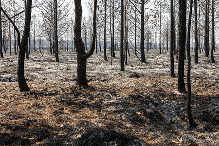 夏季热带雨林中因火灾而烧干树木叶子天气土地季节死亡公园热带森林林地雨林背景图片