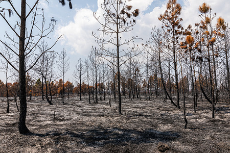 夏季热带雨林中因火灾而烧干树木木材干旱生活丛林森林环境死亡季节雨林生长背景图片