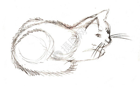黑白孤立的猫素描图插图高清图片