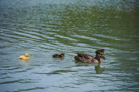 鸭力艺术字妈妈鸭和她的鸭子在湖中游泳日落小鸭子沉思闲暇动物太阳蓝色反射观光天堂背景