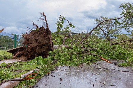 倒地铃飓风破坏天气房屋树干分支机构后果封锁风暴森林天空台风背景