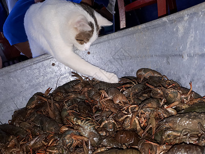 这只猫想捕捉河癌高清图片