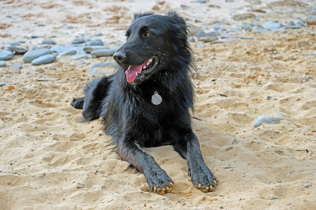 海滩上的年轻拉布拉多人动物行动乐趣幸福飞溅跑步宠物跳跃波浪黑色黑色的高清图片素材