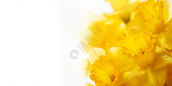 Narcissus 或 daffodils 的布束 白色背景上的明亮黄色花朵 有复制空间的宽幅植物群横幅花束框架花瓣植物水仙花背景图片
