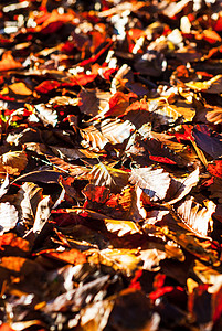 干燥的秋天山毛榉叶子躺在森林里的地上 被阳光照亮 秋季自然与老化概念 U植物季节红色公园树叶棕色地面季节性活力黄色顶部高清图片素材