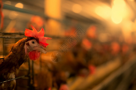 养鸡场 笼子里放蛋鸡 商业鸡鸡畜牧业家禽修剪生产动物杂交种农业植物母鸡鸟类e.大肠杆菌高清图片素材
