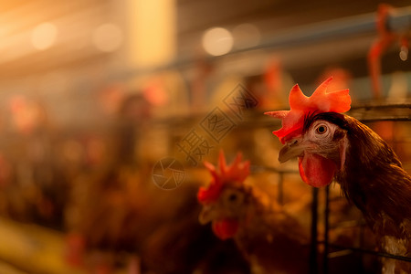 养鸡场 笼子里放蛋鸡 商业鸡鸡家畜电池家禽房子鸡舍流感福利庇护所图层农业修剪高清图片素材