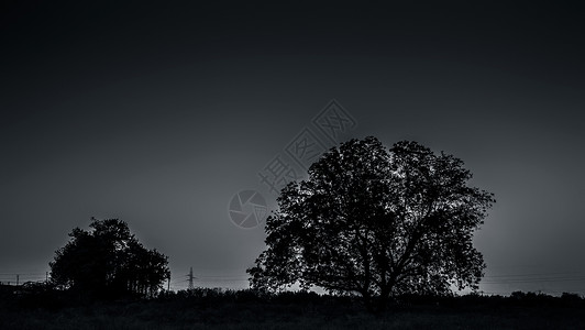 单身才是王道日落时两棵树的休眠 在荒野深处有云雾 森林概念是孤独和分裂大草原季节公园天气场地橡木太阳树木地平线蓝色背景