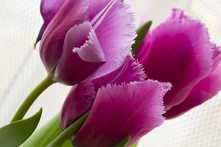 紫色的郁金香 白嫩彩背景背景图片