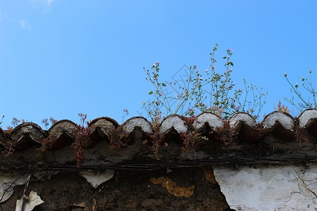 植物生长在废弃的旧屋顶上 葡萄牙的贝贾图片素材