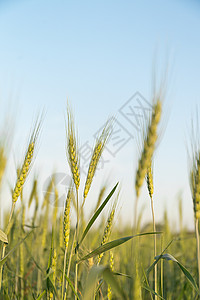 小麦生长大麦玉米在田间生长的近距离图像场地农村草地谷物季节小麦耳朵稻草面粉种子背景