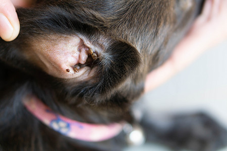 狗黑色背景耳犬皮肤上的寄生虫 有选择性的焦点动物女性跳蚤昆虫漏洞哺乳动物棕色身体团体危险背景