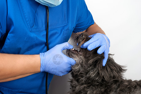 蓝色的狗穿蓝制服和无菌乳胶手套的医生检查薄膜治疗诊断兽医疾病职业控制动物男人考试医院背景