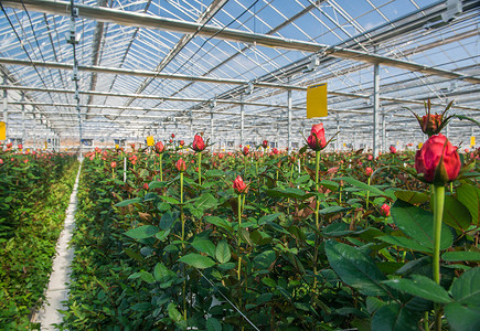 玫瑰温室有花朵的温和的玫瑰花叶子生长天空花园玻璃培育栽培水培房子商业背景