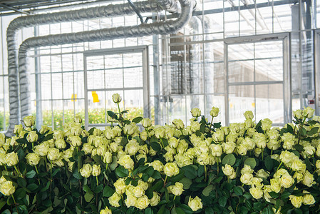 温室玫瑰有花朵的温和的玫瑰花栽培管子水培玫瑰花园农业植物群叶子培育生长背景