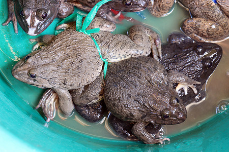 在集市的青蛙 活青蛙供市场销售(选择性重点)背景图片