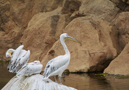 白色鸟岩石上三只船坞雏菊动物园海滩海洋蓝色班级夫妻种类火烈鸟背景