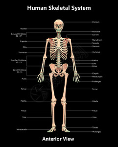 文末用图人类骨骼系统骨质结合 用标签解剖外侧视图描述伤害图表痛苦疼痛生物学肩胛骨半径脊柱蓝色上肢背景