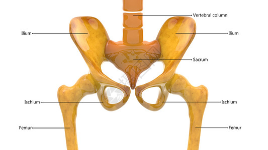 下肢疼痛人类骨骼系统Hip骨关节与实验室解剖外侧视图的描述男人肩胛骨髌骨痛苦肋骨药品蓝色股骨疼痛脊柱背景