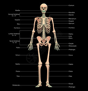 文末用图人类骨骼系统骨质结合 用标签解剖外侧视图描述科学男人蓝色信息骨科髌骨痛苦身体解剖学伤害背景