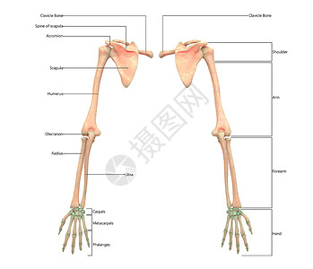 下肢疼痛人类骨骼系统上层林木 用胶囊解剖面视图描述伤害运动药品男人弯头科学肩膀脊柱上肢解剖学背景
