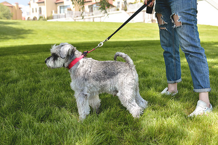 狗的主人在公园里走着他美丽的狗Schnauser 近视 爱动物的概念 最好的朋友快乐小狗乐趣女孩宠物遛狗女士朋友友谊闲暇绿色的高清图片素材