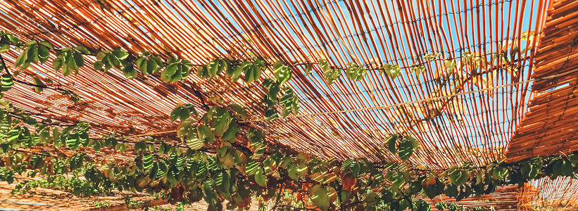 海滩上的木屋顶天空假期植物太阳叶子棕榈绿色宏观热带金属背景图片