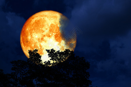 满月满月 在树顶和多彩的天空上月亮满月科学橙子月球植物旅行阴影月光背景图片