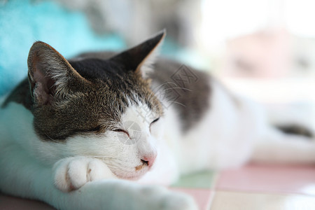 猫类宠物沙发爪子黑色绿色头发灰色毛皮动物猫咪可爱的高清图片素材