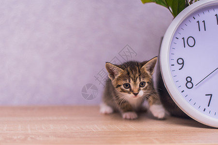 时钟与猫赤条小猫坐在木桌的时钟附近宠物毛皮猫咪哺乳动物爪子墙纸猫科磁盘玫瑰婴儿背景