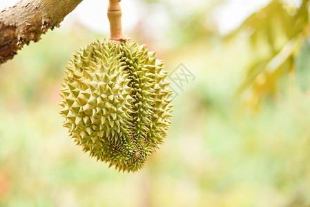 马来西亚榴莲泰国水果有机的高清图片