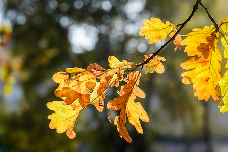 银色橡木树秋树叶逆光红色森林季节橙子透明度水坑背光棕色黄色背景