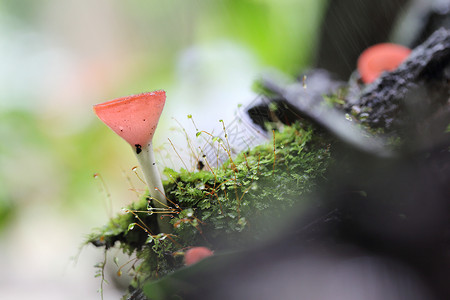 蘑菇杯杯子宏观叶子口蘑生长森林橙子环境丛林植物背景图片