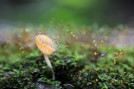 蘑菇杯杯子叶子森林植物群季节生活团体荒野环境口蘑背景图片