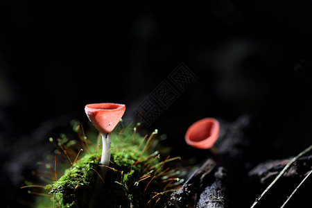 蘑菇杯森林热带生活丛林荒野口蘑杯子植物群菌类季节背景图片