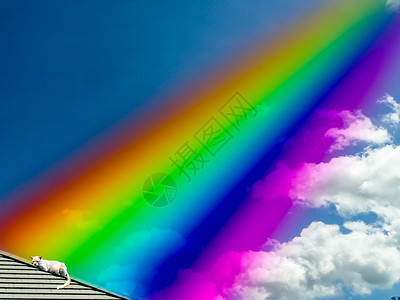 很多颜色的猫神的彩虹 猫在屋顶上背景