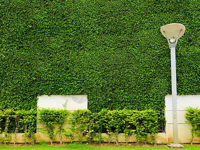 墙壁自然的绿色植物和白色混凝土和灯笼丸高清图片