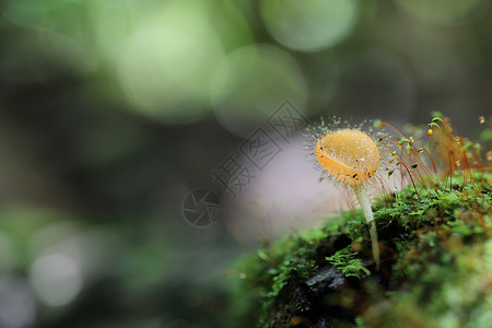蘑菇杯植物群生长口蘑热带团体橙子生活丛林杯子季节背景图片