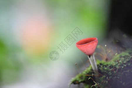 蘑菇杯丛林菌类植物生长季节叶子宏观森林杯子口蘑背景图片