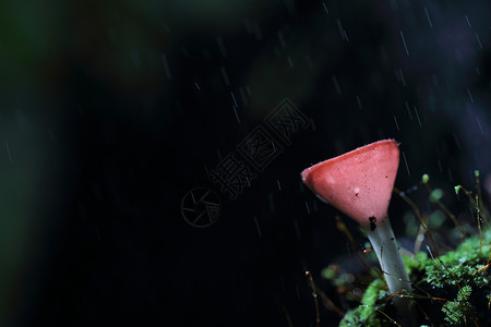 雨蘑菇蘑菇杯生活团体热带植物群环境杯子菌类植物橙子荒野背景