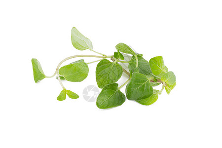 马郁兰白色背景的新鲜奥里根诺草药烹饪香料野菜药品枝条蔬菜食物治疗草本植物植物背景