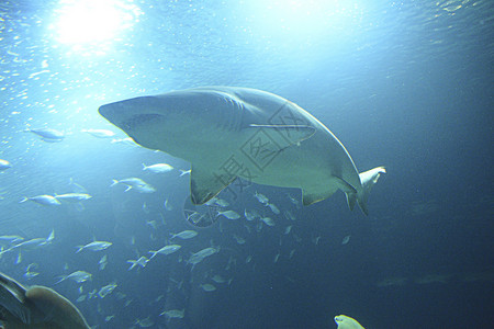 大鲨鱼在大海中 巨大的牙齿动物群动物哺乳动物潜水员潜水危险风险摄影师游泳野生动物背景图片